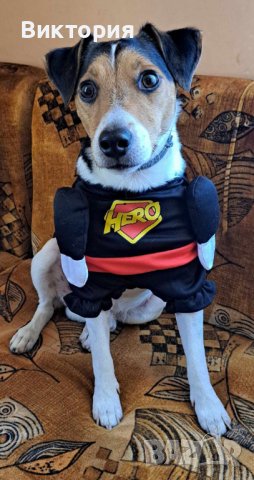 Кучешки костюм Супермен!- Superman / Bathman / Wonder woman/Super Power, снимка 2 - За кучета - 42611193