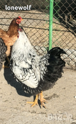 Сребърно кантиран виандот, снимка 4 - Кокошки и пуйки - 53761908