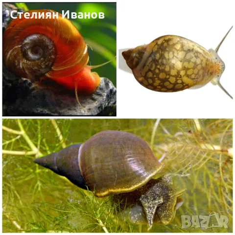 Европейска физа, фисела (Physella acuta) - водни охлюви за аквариум или градинско езеро, снимка 3 - Други - 55898582