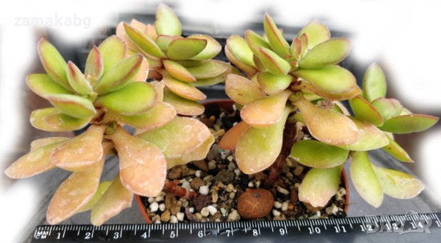 Красула (Crassula), вкоренено сукулентно растение, снимка 2 - Стайни растения - 41481012
