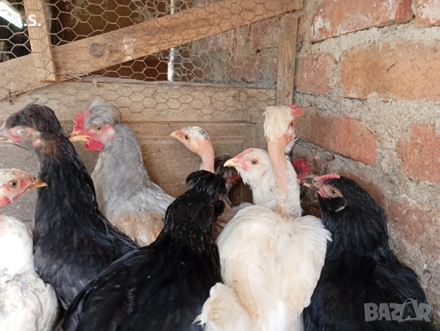 Продам пилета ,ярки млади петлета , снимка 15 - Кокошки и пуйки - 51726042