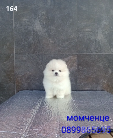 Померан. Мини момченце , снимка 7 - Померан - 53133060