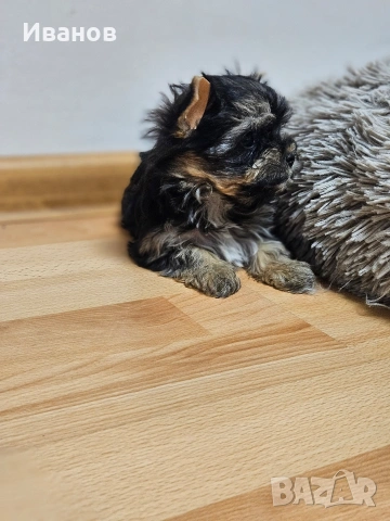 Мини момичета Йоркширски териер , снимка 4 - Йоркширски териер - 53724873