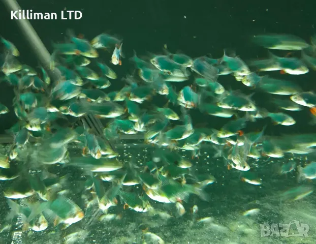 Калифорнийски барбус, 10+ Х 1.50 лв