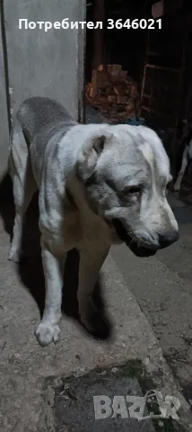 Сао Алабай за разплод., снимка 10 - Средноазиатска овчарка - 44307762