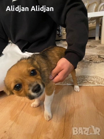 Продават се Чихуахуа и Пинчери, снимка 11 - Чихуахуа - 52679347