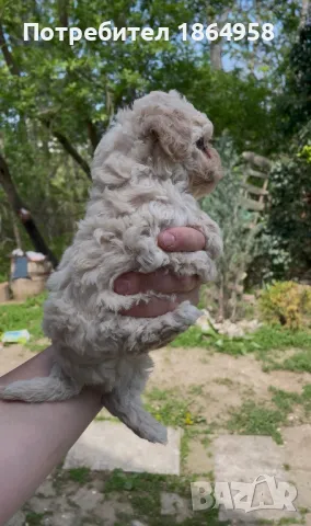 Мини Пудел Доставка, снимка 2 - Пудели - 50060860