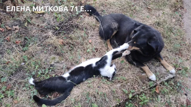 Подарявам уникално куче, снимка 6 - Други - 22184631