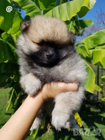 Померан померанчета свободни!, снимка 7 - Померан - 51699800