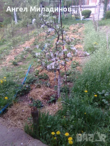 Мини ябълка Петровка , снимка 3 - Градински цветя и растения - 50054872