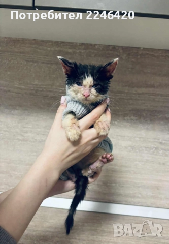 2-месечно момченце търси дом!