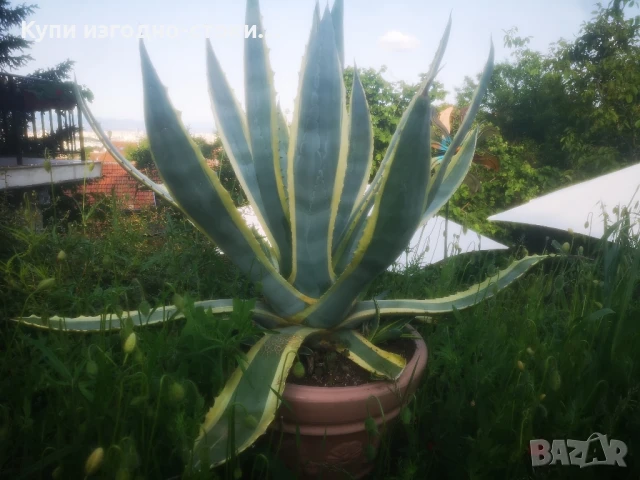 Столетници 2бр 20 годишни, снимка 6 - Градински цветя и растения - 50507444