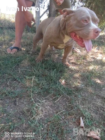 Американско Покет Були, снимка 1