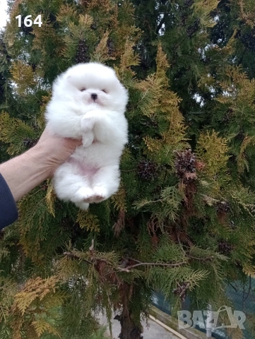 Женски бял Померан. Реални снимки от 28.02.26 г. 