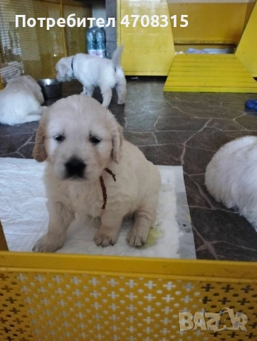 Голдън ретривър момче чистокръвно момченце, снимка 8 - Голдън ретривър - 53221846