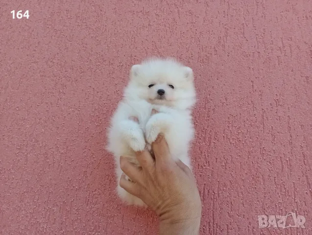 Бяло момченце. Померанче.