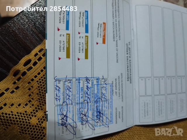 Йоркширски териер , снимка 6 - Йоркширски териер - 53738896