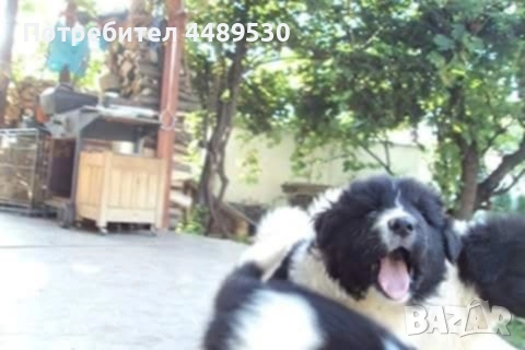 Сертифициран Развъдник продава българско овчарско куче / каракачанка, снимка 14 - Каракачанска овчарка - 50499590