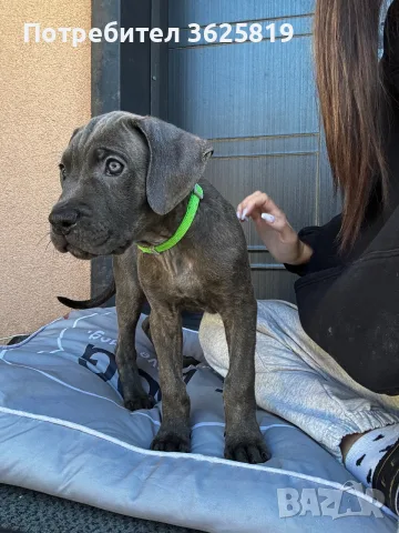 Кане Корсо - Cane Corso кученца, снимка 8 - Кане корсо - 55834113