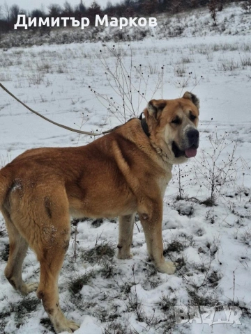 Кученца АЛАБАЙ(САО), снимка 11 - Алабай - 53439801