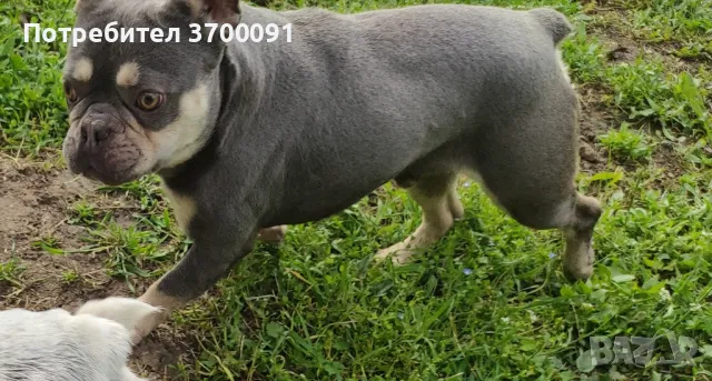 мъжки френски булдог за разплод , снимка 4 - Френски булдог - 48912122