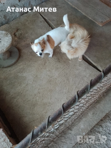 Продавам мъжко мини чихуахуа, снимка 3 - Чихуахуа - 52121822