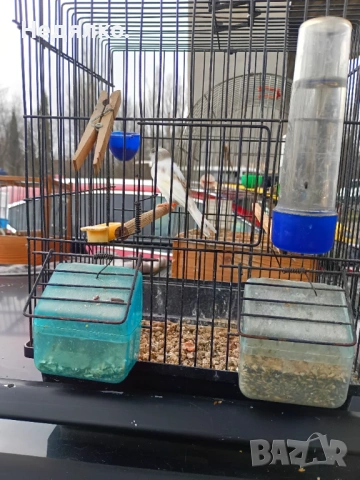 Канарчета  .2026, снимка 5 - Канари - 50624171