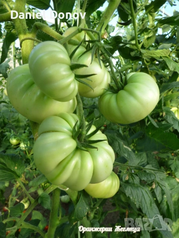 МАЛИНОВ ГИГАНТ + още над 150 сорта домати, снимка 3 - Разсади - 53760174