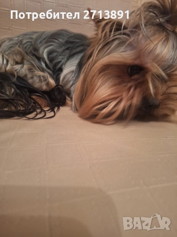 йорки, снимка 3 - Йоркширски териер - 53454134