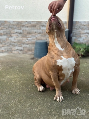 Американско були , снимка 6 - Питбул - 53690899