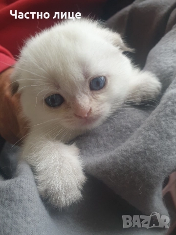 Шотландски котета златна чинчила, снимка 10 - Чинчили - 52030122