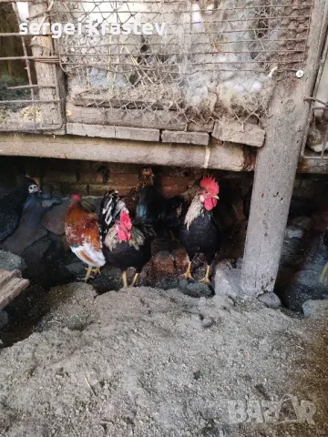 млади домашни петли , снимка 10 - други­ - 47610041