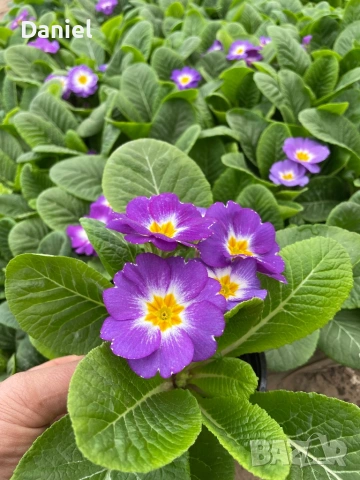 Иглика, снимка 12 - Градински цветя и растения - 53354409