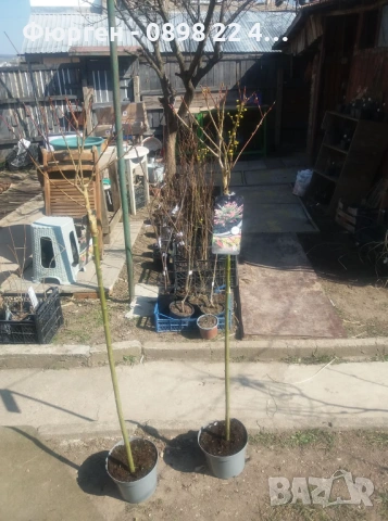 Японска върба Salix Hakuro Nishiki - Фламинго, снимка 7 - Разсади - 53489657