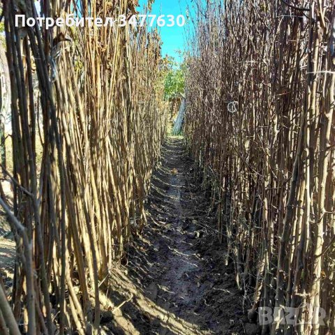 Овощни плодни дръвчета , снимка 6 - Градински цветя и растения - 42639025