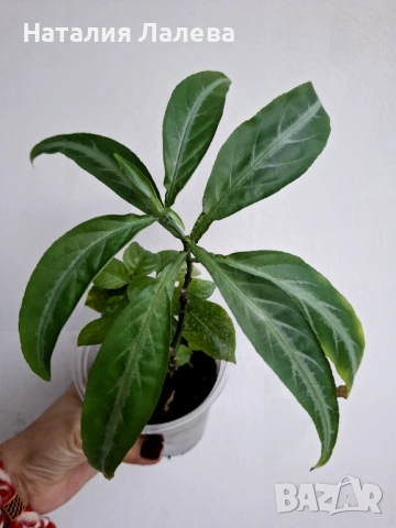 Порфирокома, porphyrocoma