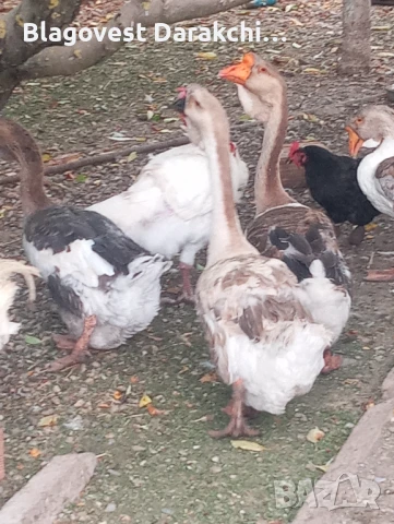 Холмогорски гъски чифт , снимка 3 - Патици и гъски - 50917374