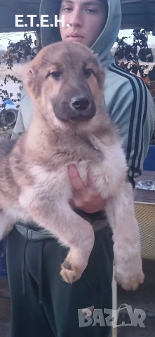 Средно Азиатска Овчарка Алабаи , снимка 5 - Алабай - 53405176