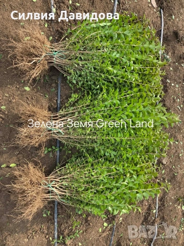 Лигуструм , снимка 7 - Градински цветя и растения - 53776491