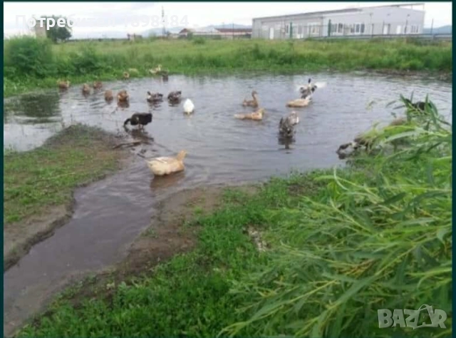 Продавам зелени оплодени кокоши яйца за люпене.., снимка 8 - други­ - 51864582