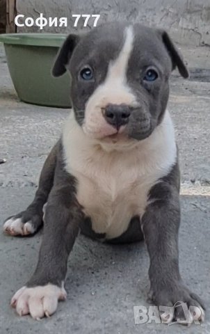 американско були XL, снимка 4 - Питбул - 41973126