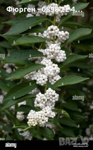 Каликарпа - Налични 2 вида Бяла - Callicarpa dichotoma Albibacea Лилава -Callicarpa dichotoma 'Issai, снимка 9 - Градински цветя и растения - 42145718