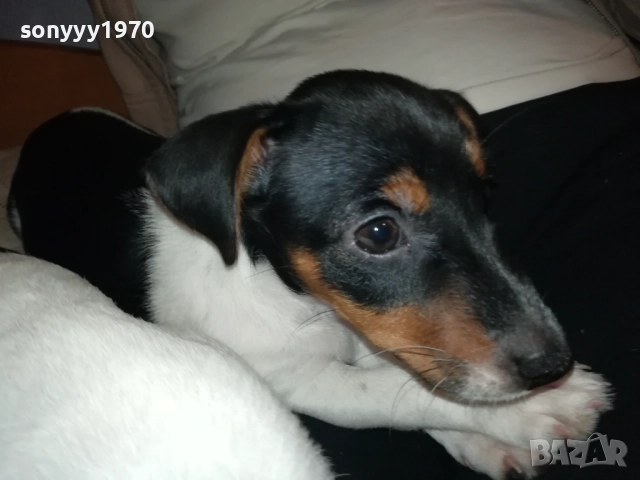 бебе джак-женско 2810251642, снимка 10 - Джак ръсел териер - 52213728