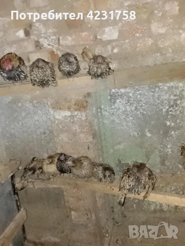 продавам златен зибрайт, снимка 2 - други­ - 51937293