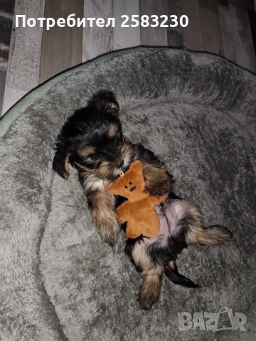 Йоркширски териер 