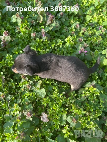 Продавам чистокръвен мъжки мини пинчер, снимка 4 - Пинчер - 53685019