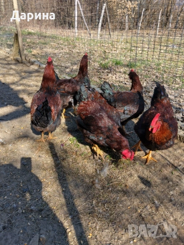 Катунски петли на 5 месеца., снимка 2 - Кокошки и пуйки - 53838725