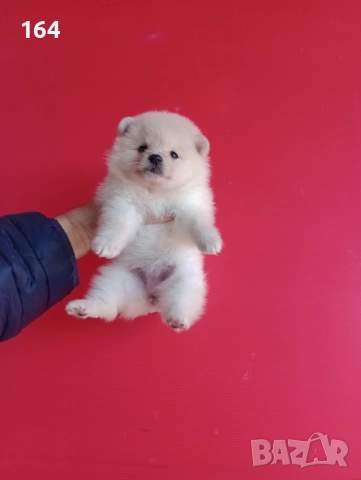 Померан. Реални снимки от 12.02.26 г.Померани., снимка 6 - Померан - 53035164