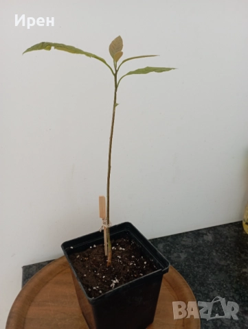 Авокадо , снимка 1