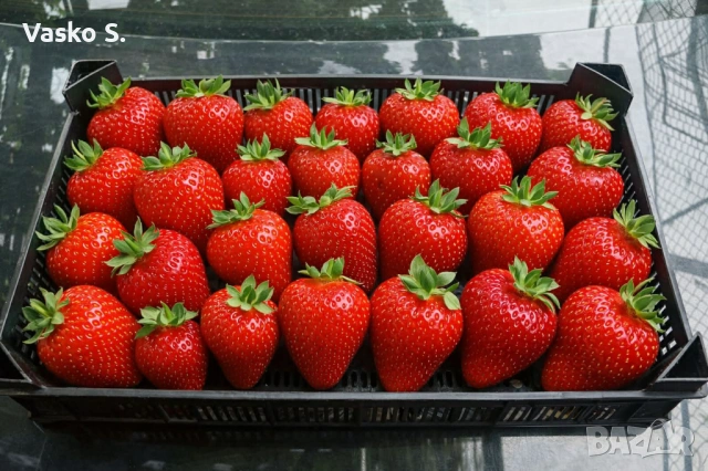 Ягоди разсад, снимка 6 - Градински цветя и растения - 53804368